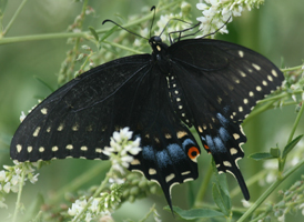 Black Swallowtail